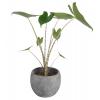 Alocasia zebrina XS kamerplant in fay blue gold bloempot